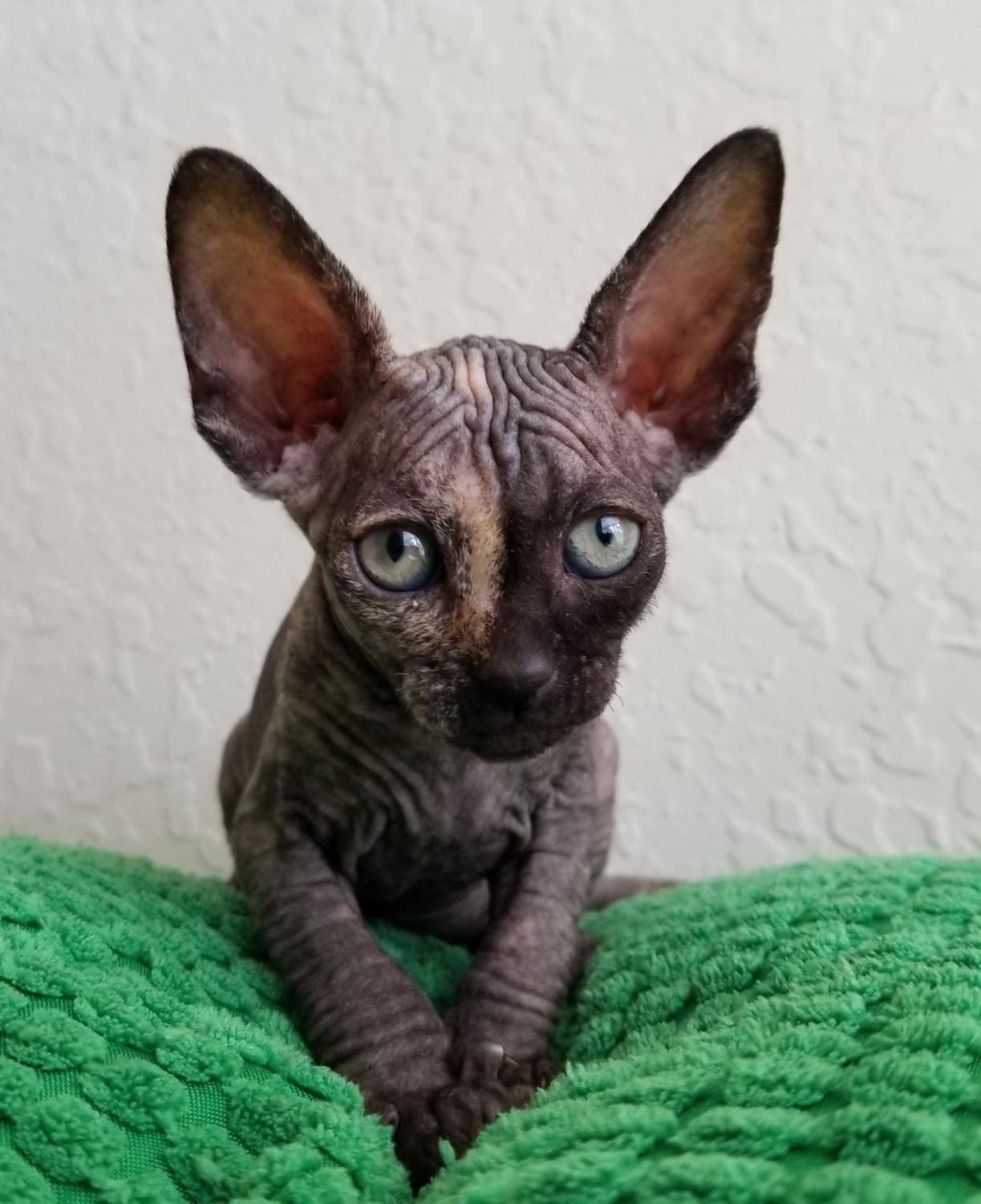 Sphynx, canadian sphyns kittens, Cats, for Sale, Price