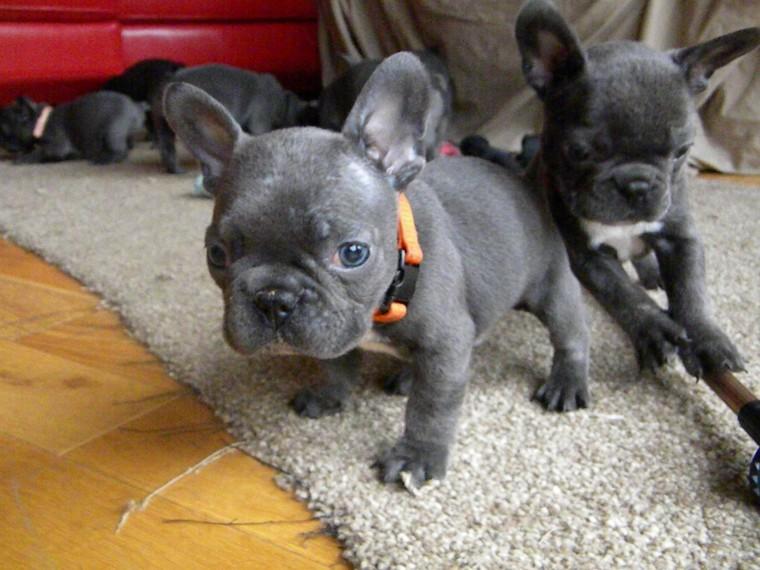 French Bulldog, Well Trained Blue French Bulldog Puppies