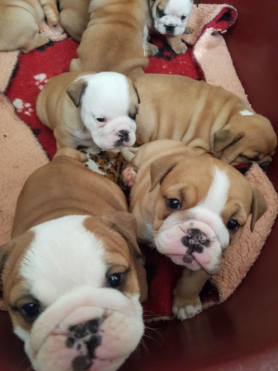 Bulldog, English Bulldog Puppies For Adoption, Dogs, for Sale, Price