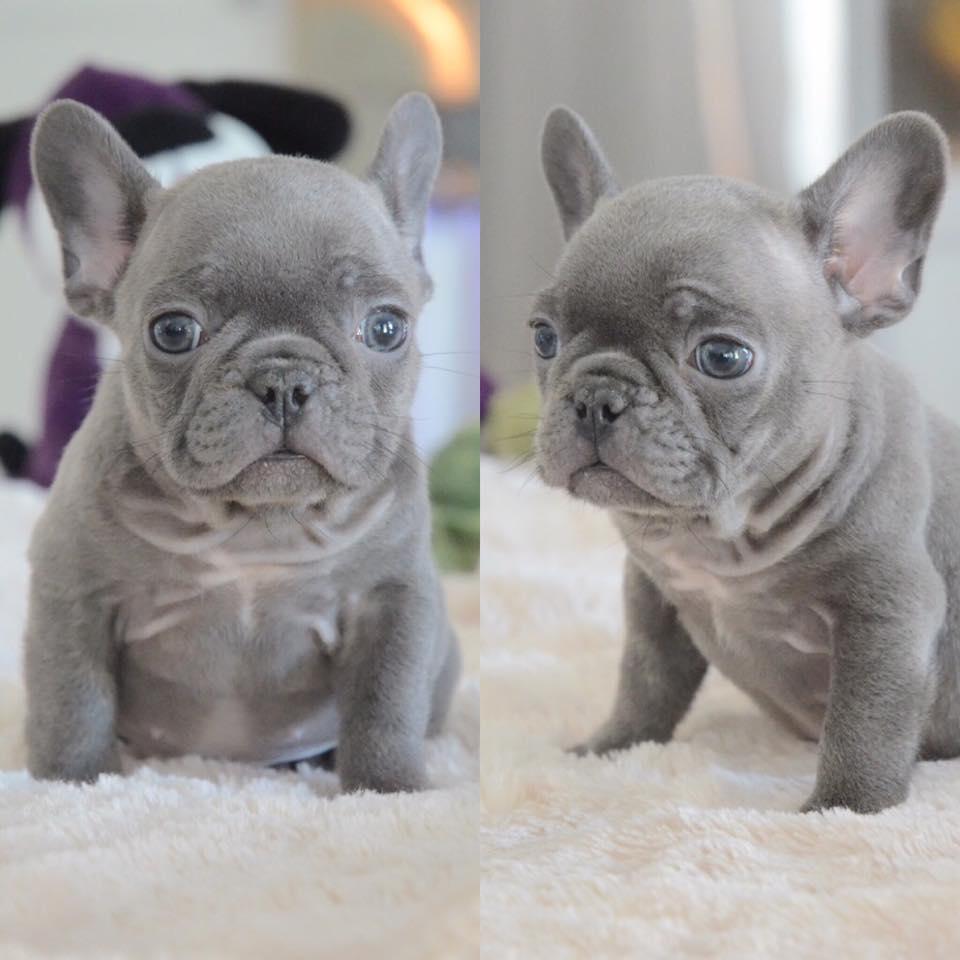 French bulldog puppies for sale under 