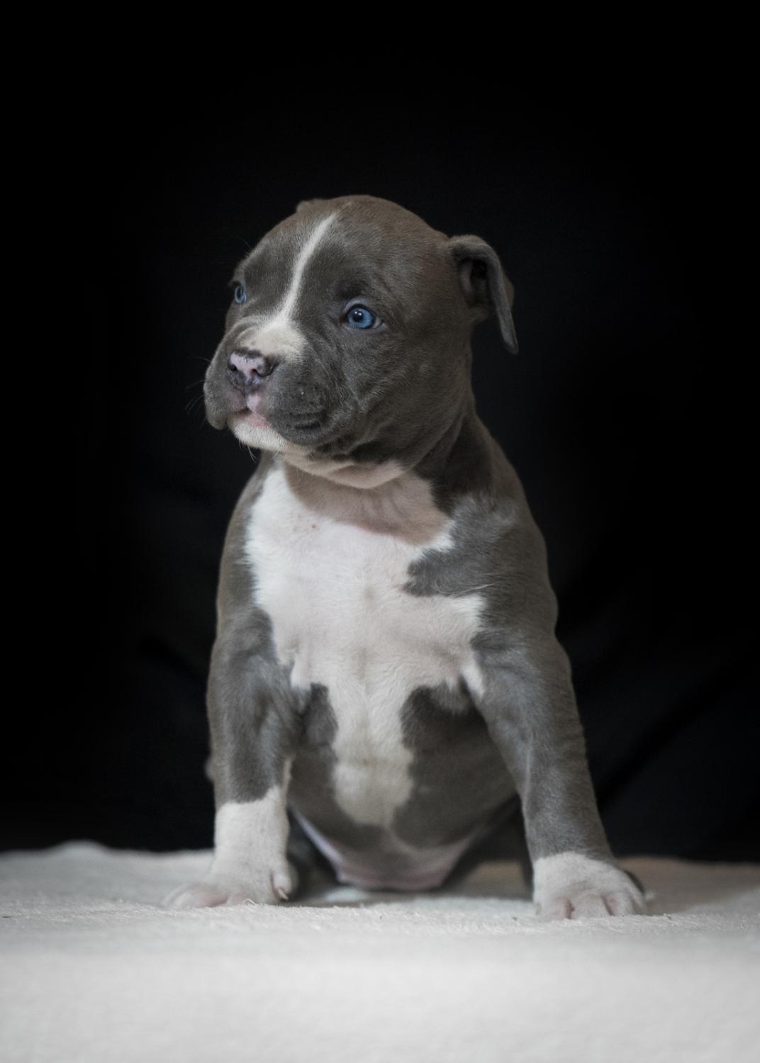 American Staffordshire Terrier, Puppies for sale, Dogs