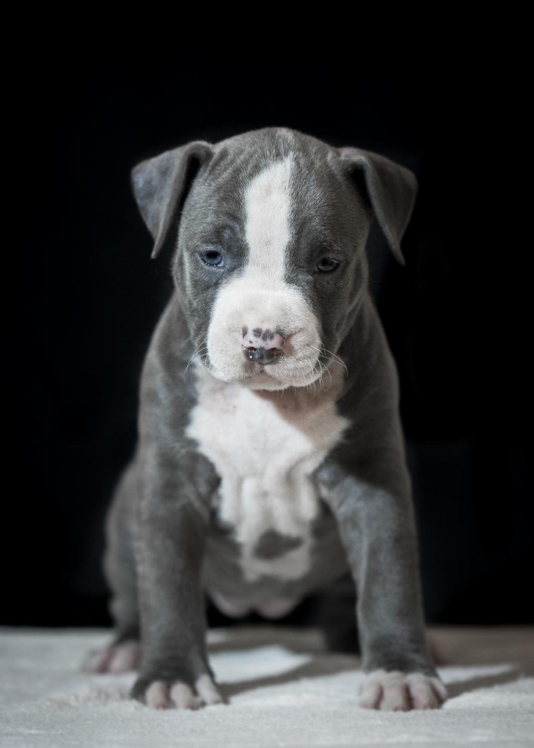 American Staffordshire Terrier, Puppies for sale, Dogs