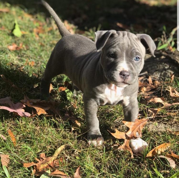 American Pit Bull Terrier, Blue nose Pitbull Puppies Ready