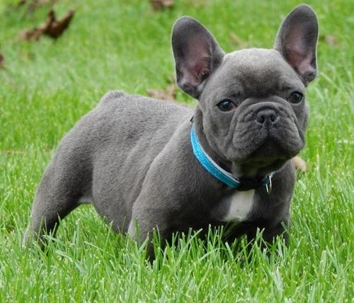 Olde English Bulldogge, Blue French Bulldog Puppies Now Available ...
