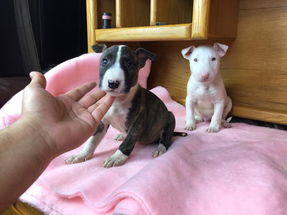 Bull Terrier, English mini bull terrier puppies, Dogs, for