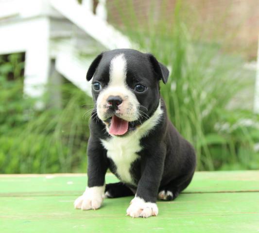 Boston Terrier, Boston Terrier Puppies for sale, Dogs, for