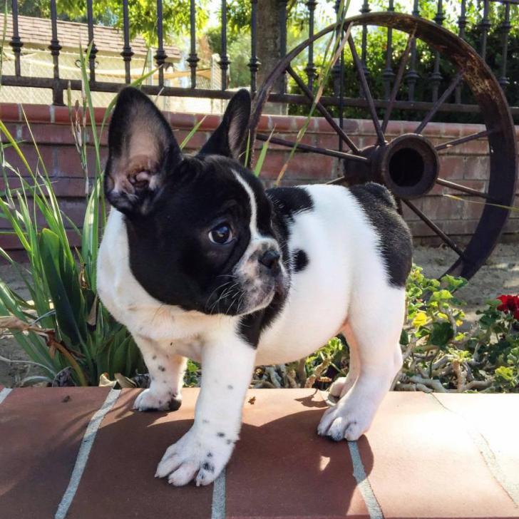 French Bulldog, Affordable French Bulldog Puppies for Sale, Dogs, for ...