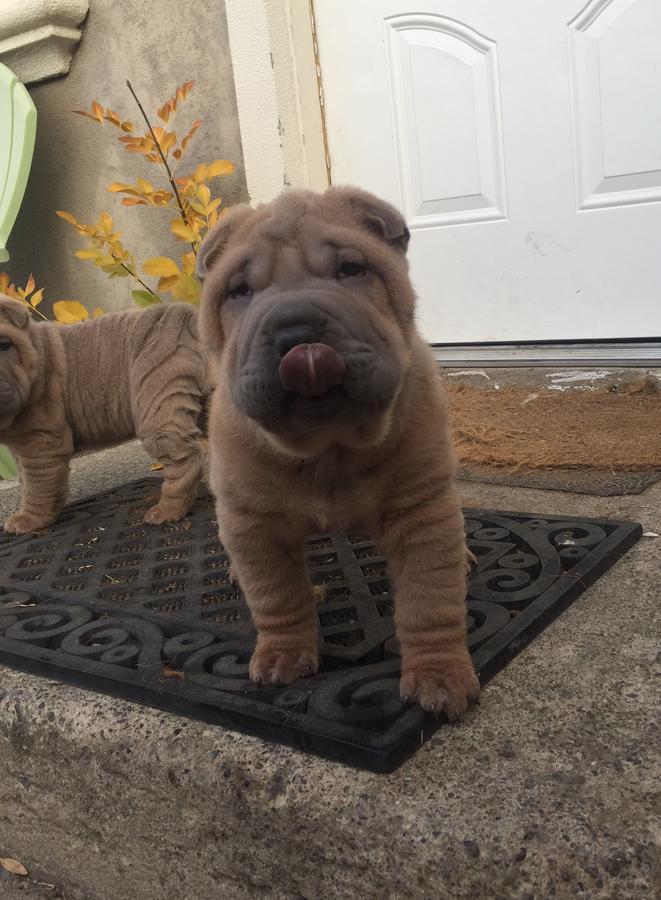 Purebred Chinese Shar Pei Puppies For Sale Dogs For Sale Price