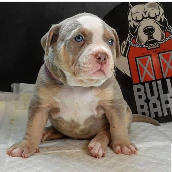 How Much Does An American Bully Cost By Bully King Magazine Bully King Magazine Medium