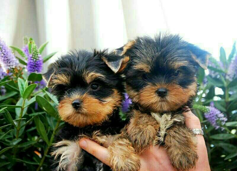 Yorkshire Terrier, Teacup yorkir puppies for sale, Dogs