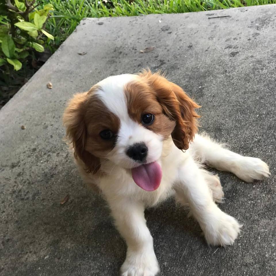 Two Cavalier King Charles Spaniel puppies now available