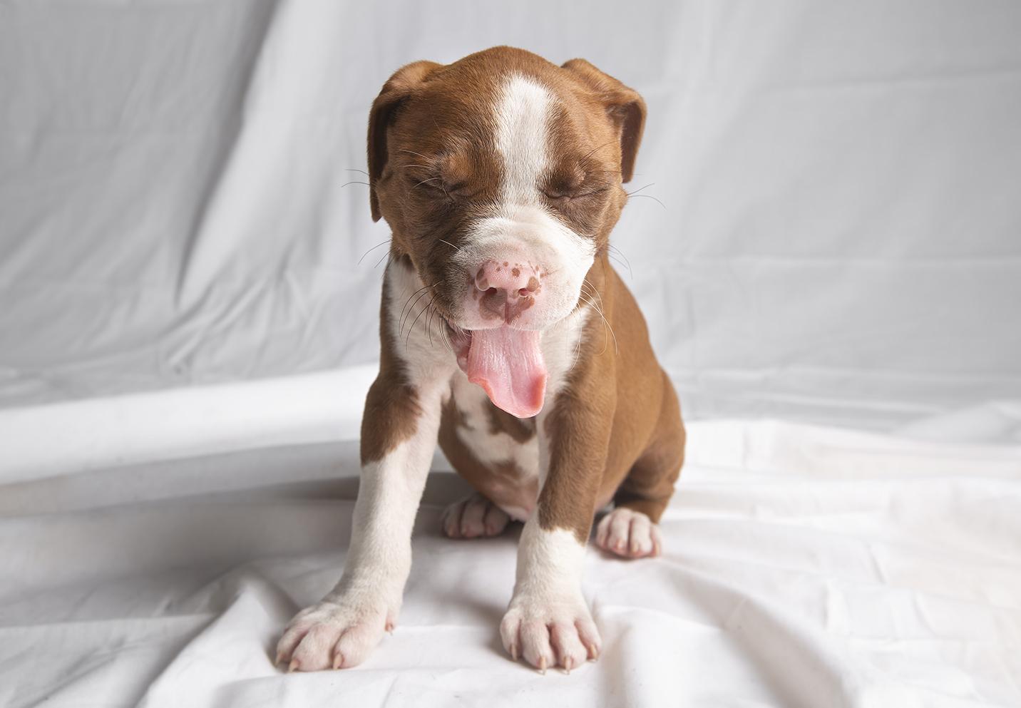 American Pit Bull Terrier Red Nose Pitbull Puppies Dogs For Sale Price