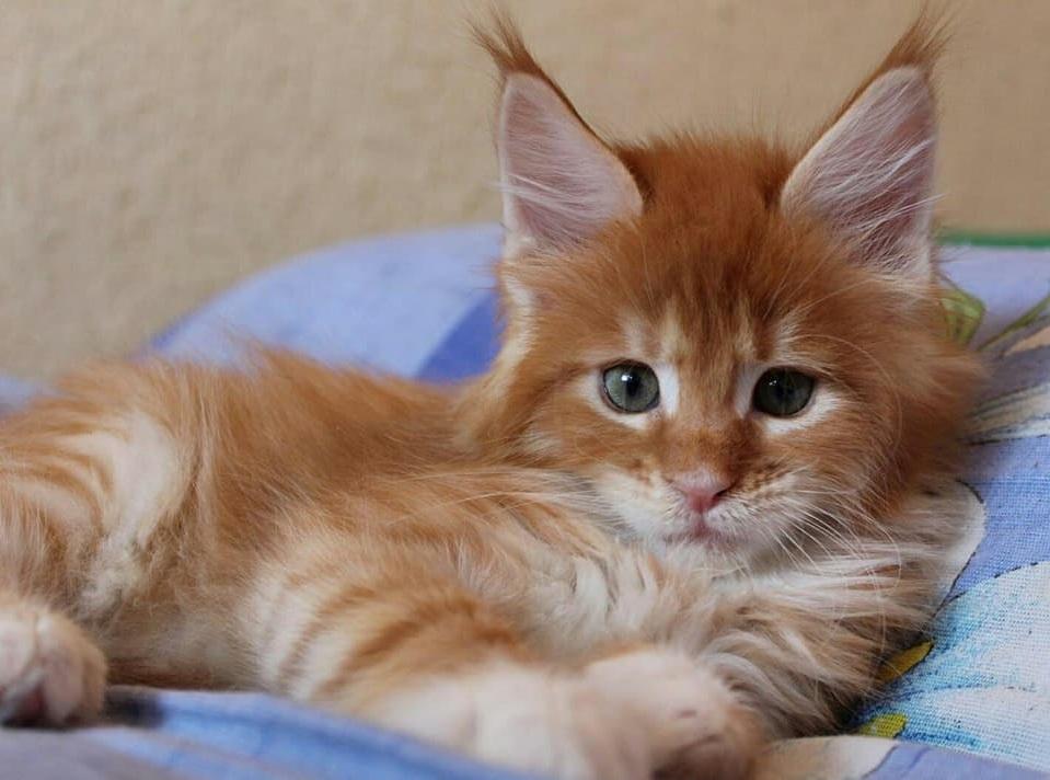 Maine Coon, Lovely and Cute Young Maine Coon Kitten, Cats, for Sale, Price