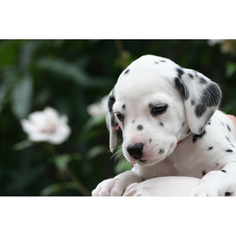 buy dalmatian puppies online, Dogs, for Sale, Price