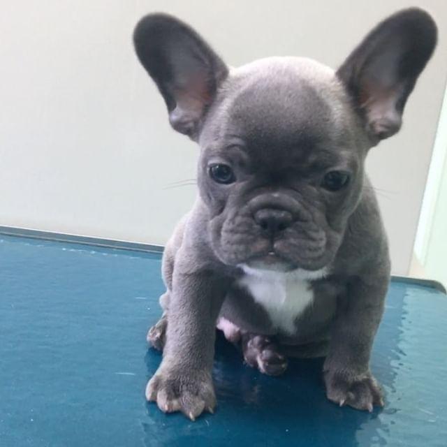 French Bulldog, Blue Frenchies puppies available and ready . Text Or ...