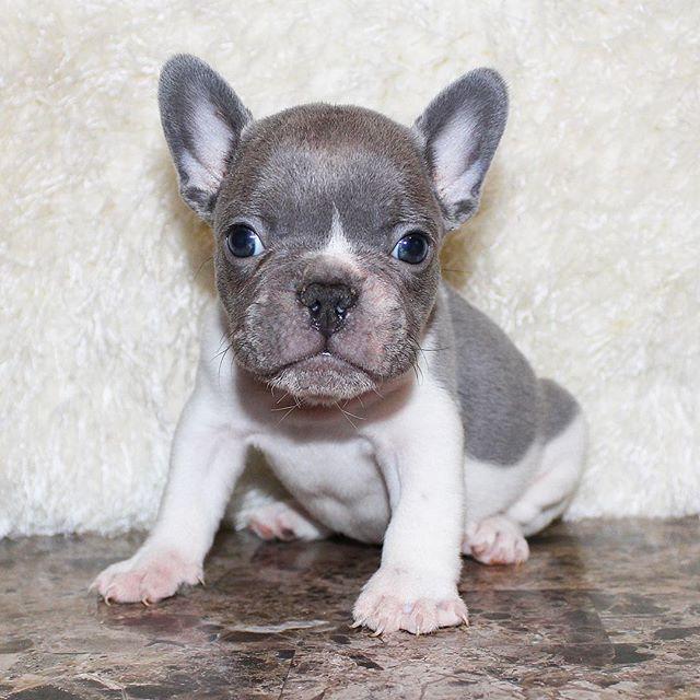 French Bulldog, Blue Frenchies puppies available and ready . Text Or ...