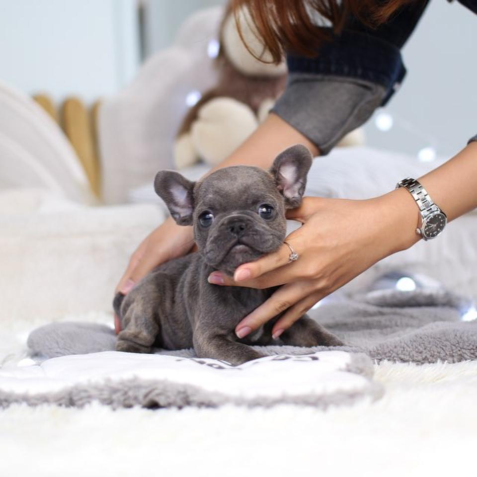 French Bulldog, MICRO TEACUP PUPPIES AVAILABLE FOR SALE