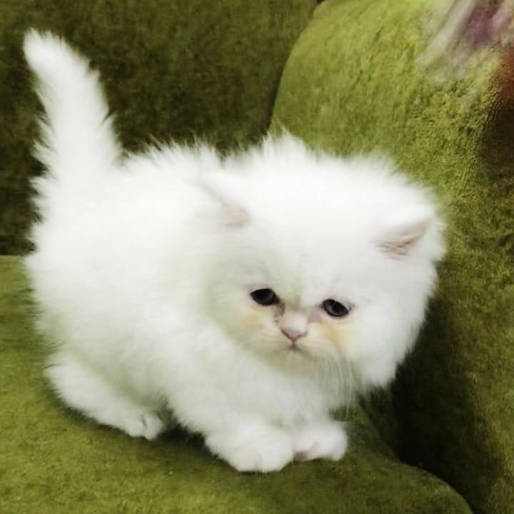 Download Persian Kitten Cost Background Adopt Siberian
