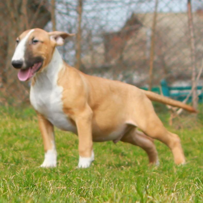 Bull Terrier, Show quality super Red male puppy ready to