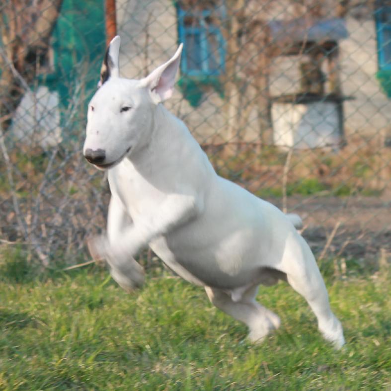 Bull Terrier, Show quality White male puppy ready to go