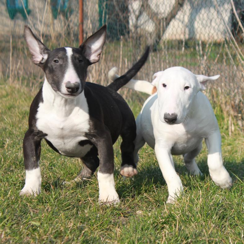 Bull Terrier, High quality sweet White female puppy ready