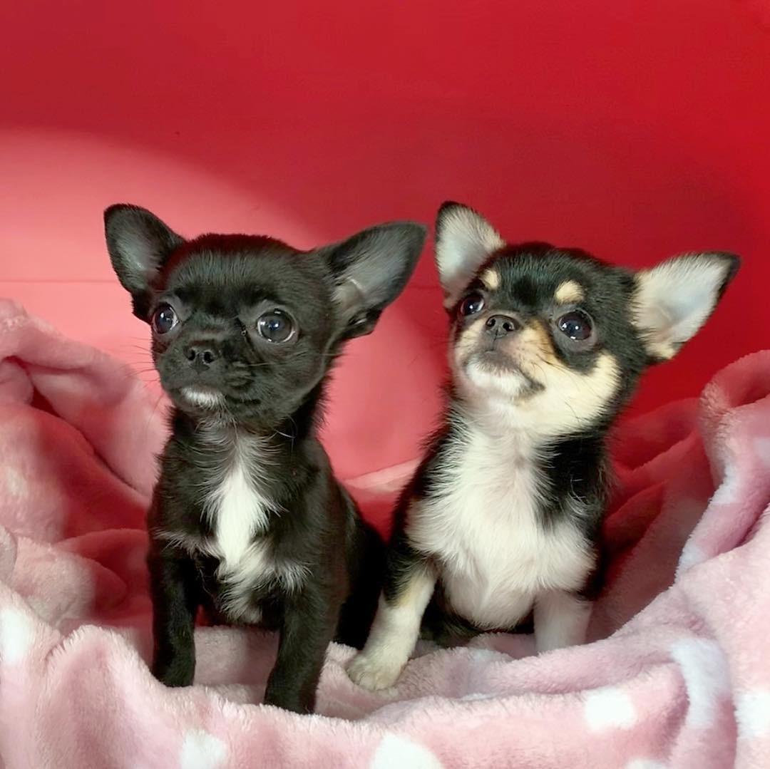 Chihuahua, Chocolate Teacup Chihauhau puppies, Dogs, for
