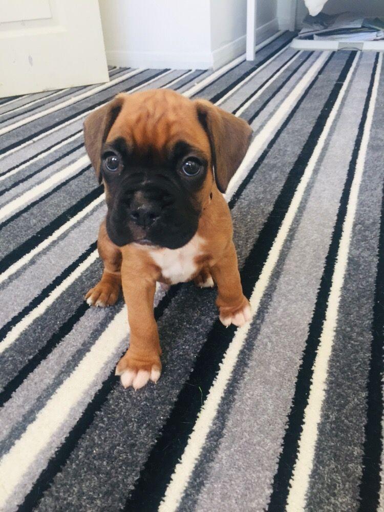Boxer, boxer puppies, Dogs, for Sale, Price