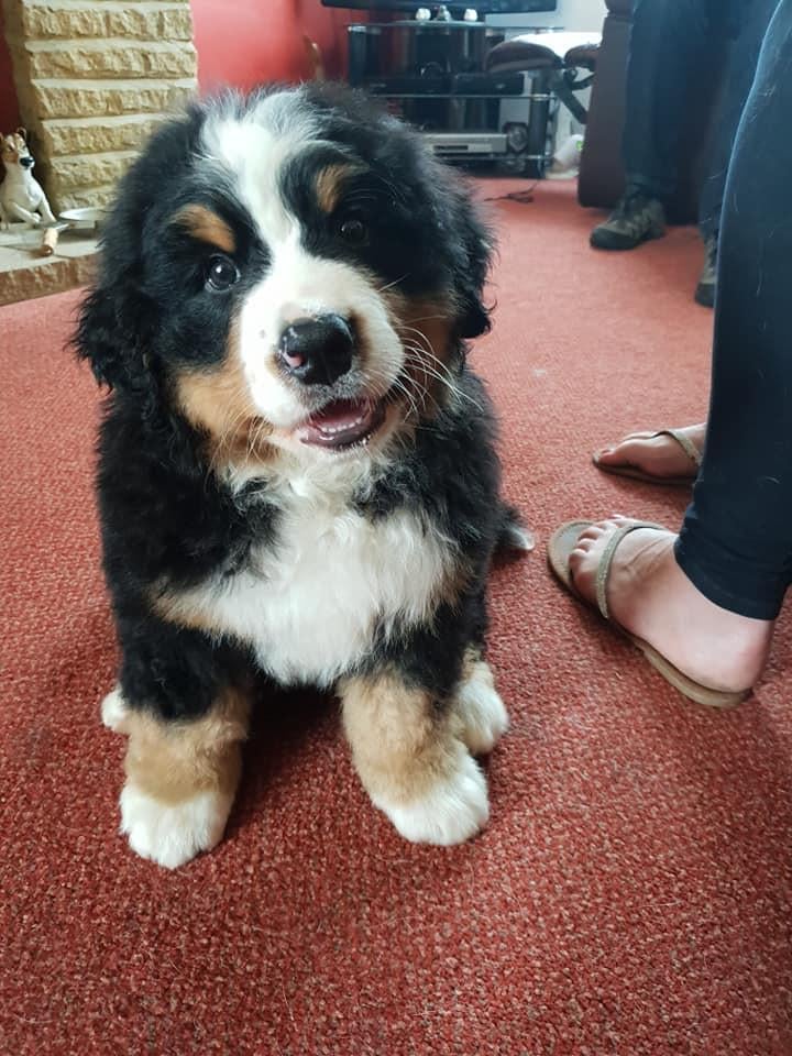 Two Healthy Bernese Mountain Dogs Puppies For Sale, Dogs