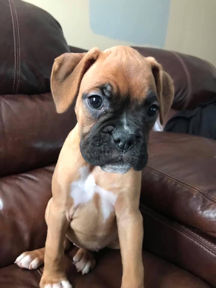 Healthy Boxer Puppies, Dogs, for Sale, Price