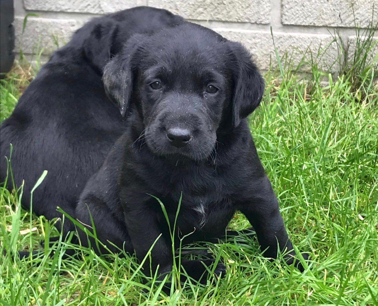 Labrador Retriever, Black Labrador Pups for sale., Dogs