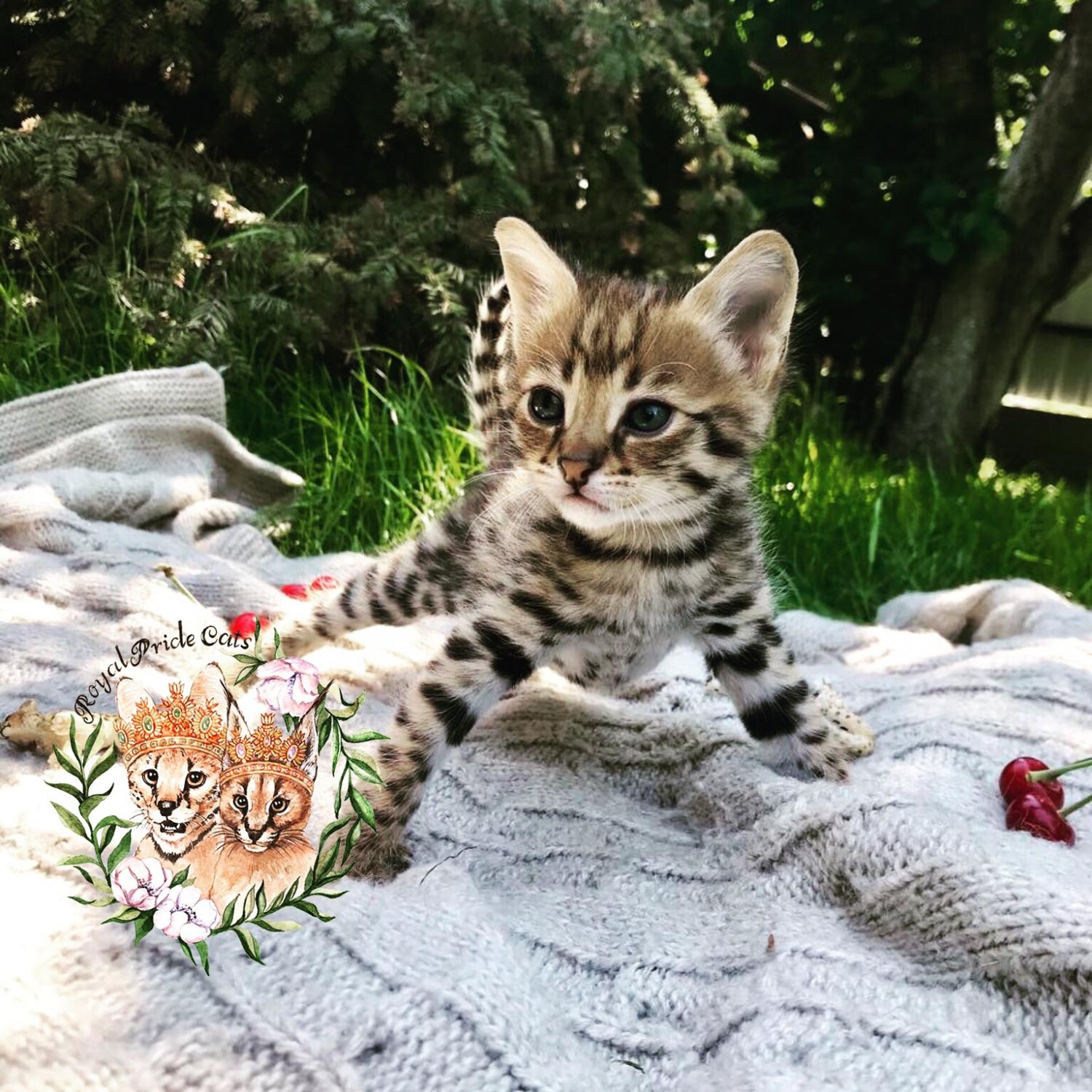 Amazing Savannah F1 kittens for sale, Cats, for Sale, Price