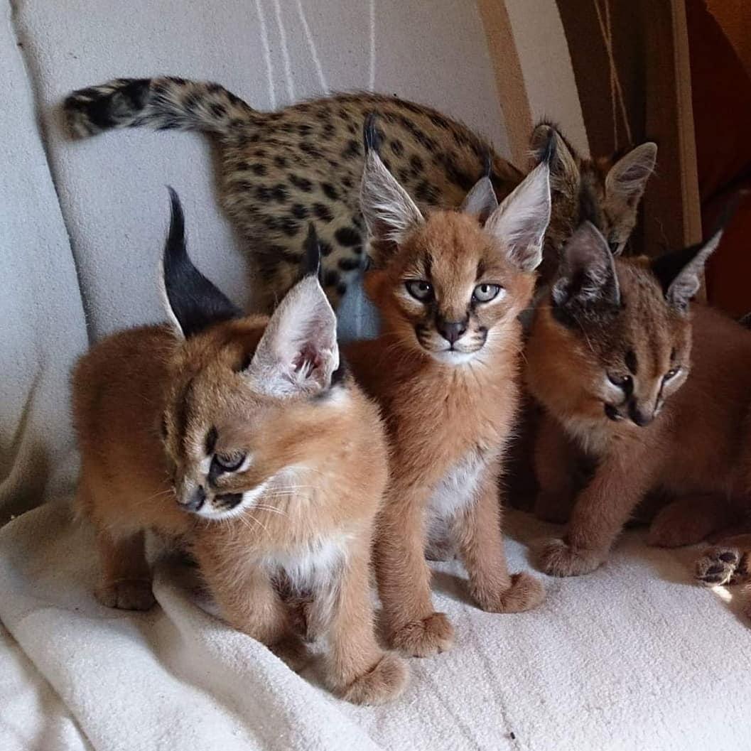 60 Top Images Caracal Kittens For Sale Colorado / Ocelot Cats as Pets