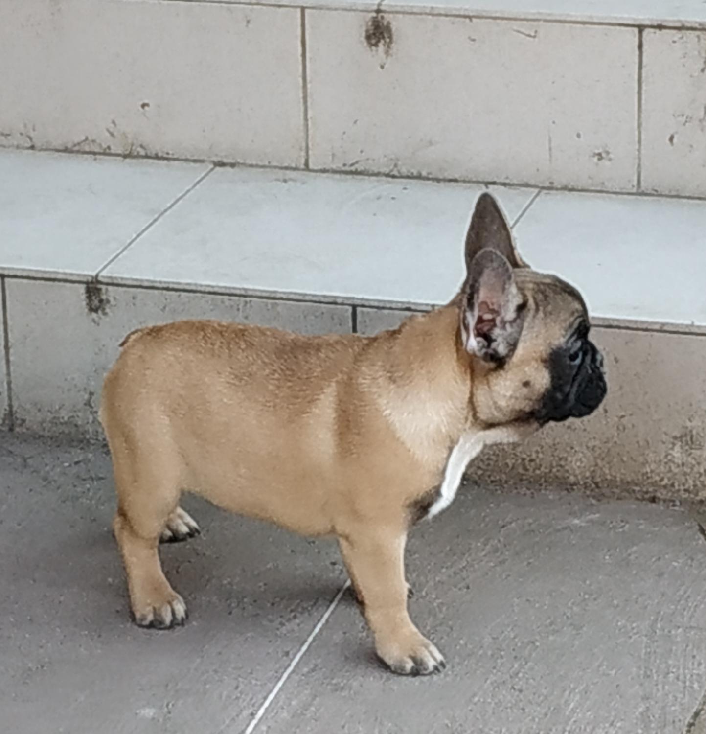 French Bulldog, dog kennel offers, Dogs, for Sale, Price