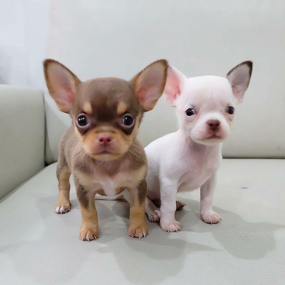 Chihuahua, Teacup Chihuahua Puppies For Sale Text (713