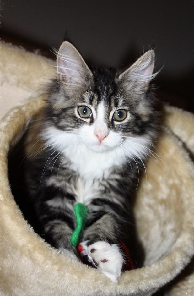 Maine coon kittens For sale, Cats, for Sale, Price