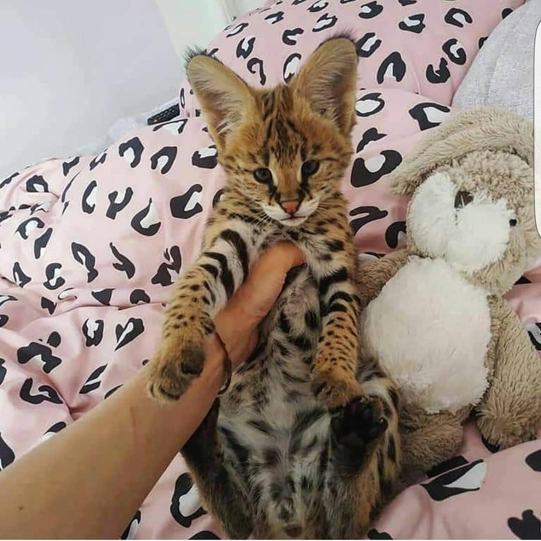 BOTH SEX SERVAL BABIES, Exotic animals, for Sale, Price