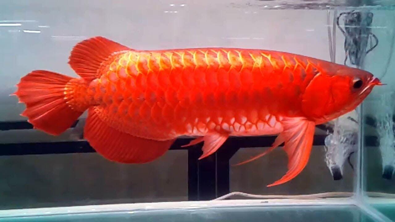 Super Red Arowana  fish and Many others for sale Fish for 