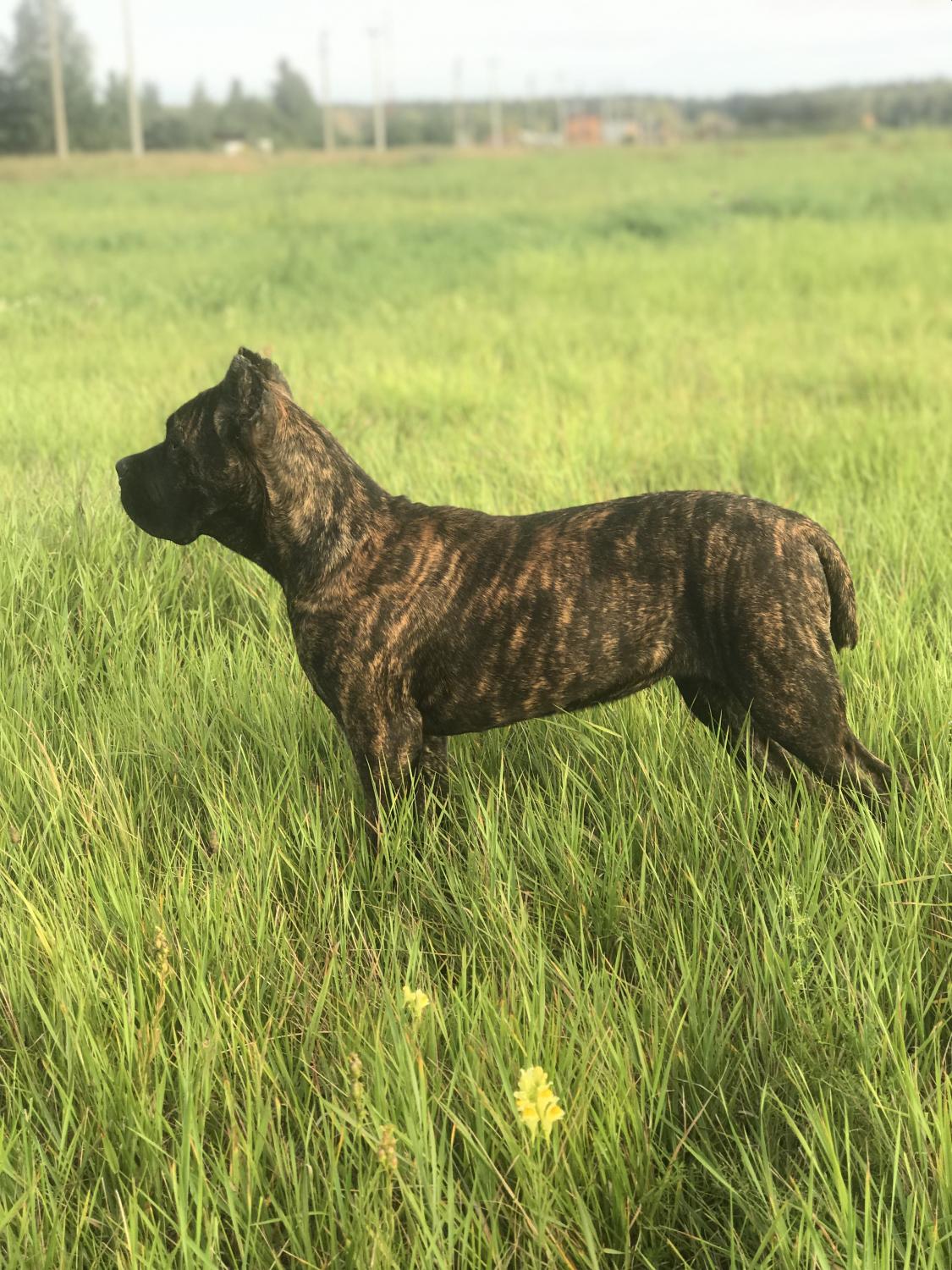 Cane Corso puppy, Dogs, for Sale, Price