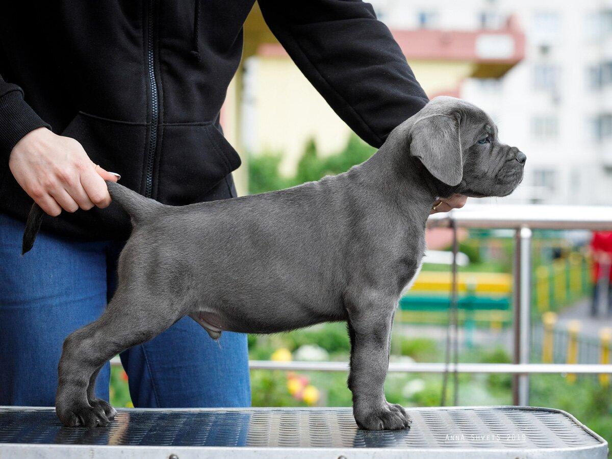 Cane Corso puppy, Dogs, for Sale, Price