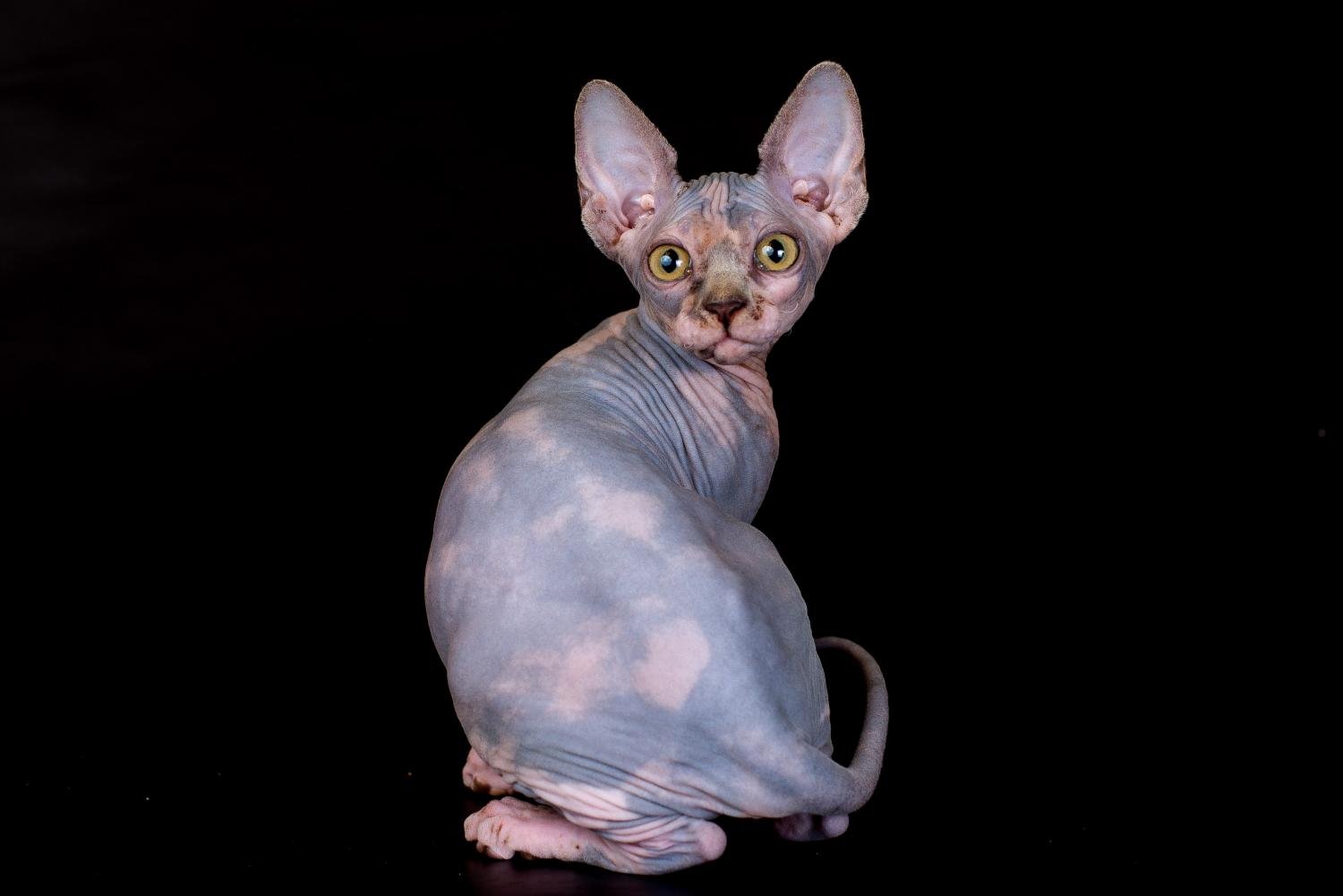 Sphynx, canadian Sphynx, Cats, for Sale, Price