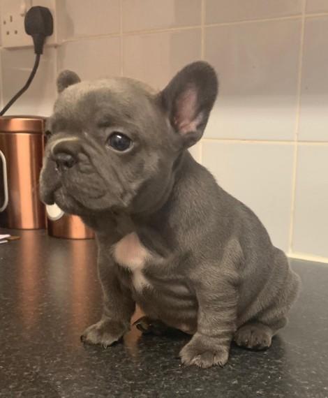 French Bulldog, Cute baby french puppy, Dogs, for Sale, Price