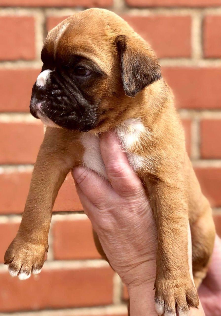 Boxer, Cute Boxer Puppies, Dogs, for Sale, Price