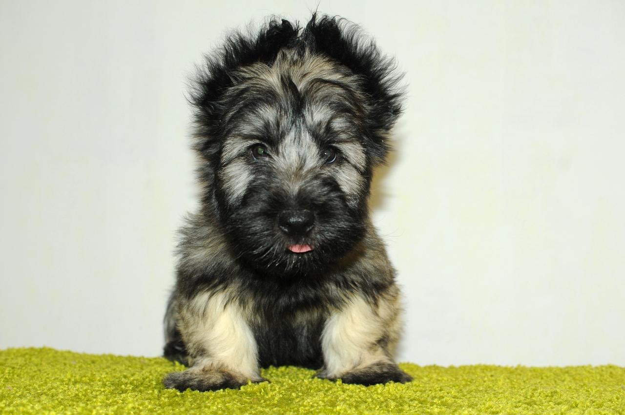 Yorkshire Terrier, The Skye Terrier. Puppies., Dogs, for ...