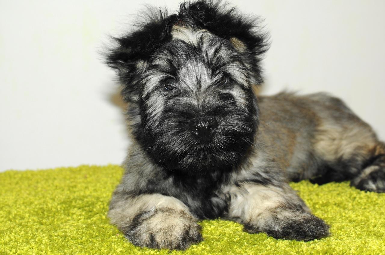 Yorkshire Terrier, The Skye Terrier. Puppies., Dogs, for ...