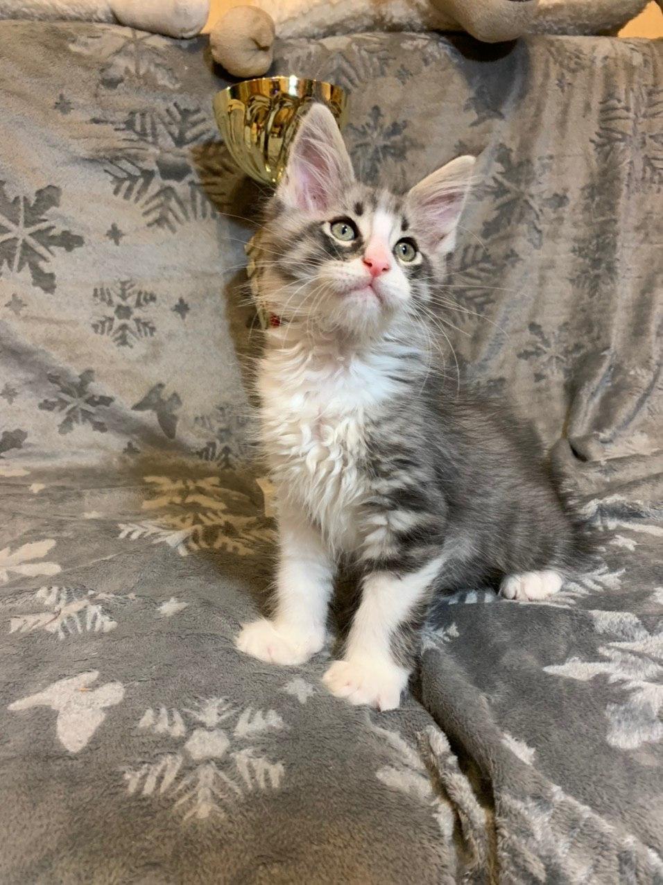 Maine Coon, Maine Coon Kitten, Cats, for Sale, Price