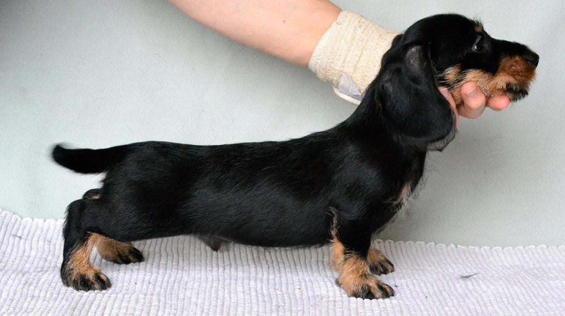 Dachshund, Wirehaired dachshund small miniature puppymale