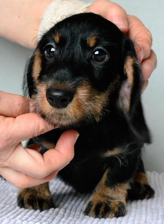 Dachshund Puppies Prices How Much Is A Dachshund What