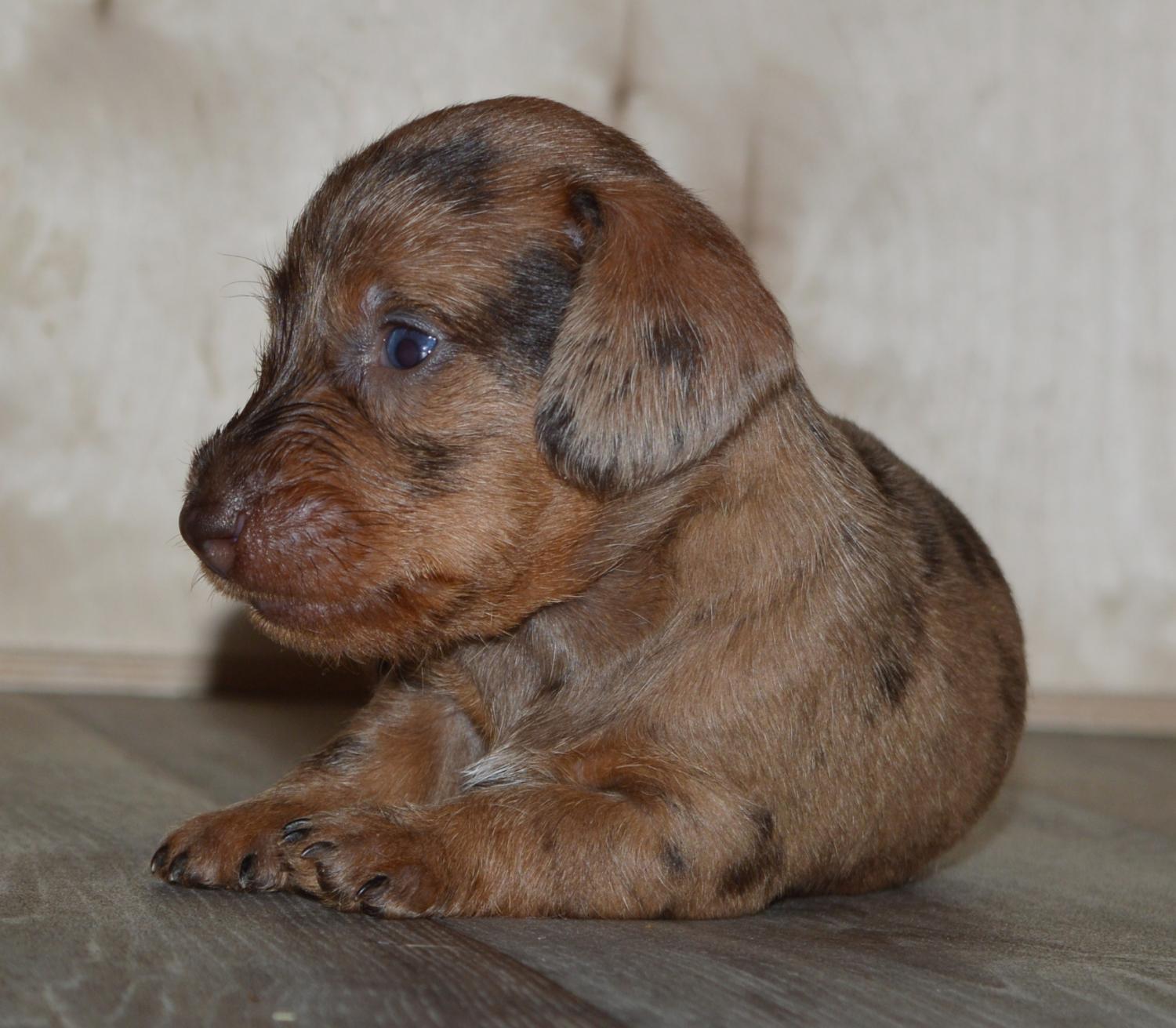 Dachshund, Mini wirehaired Dachshund, Dogs, for Sale, Price