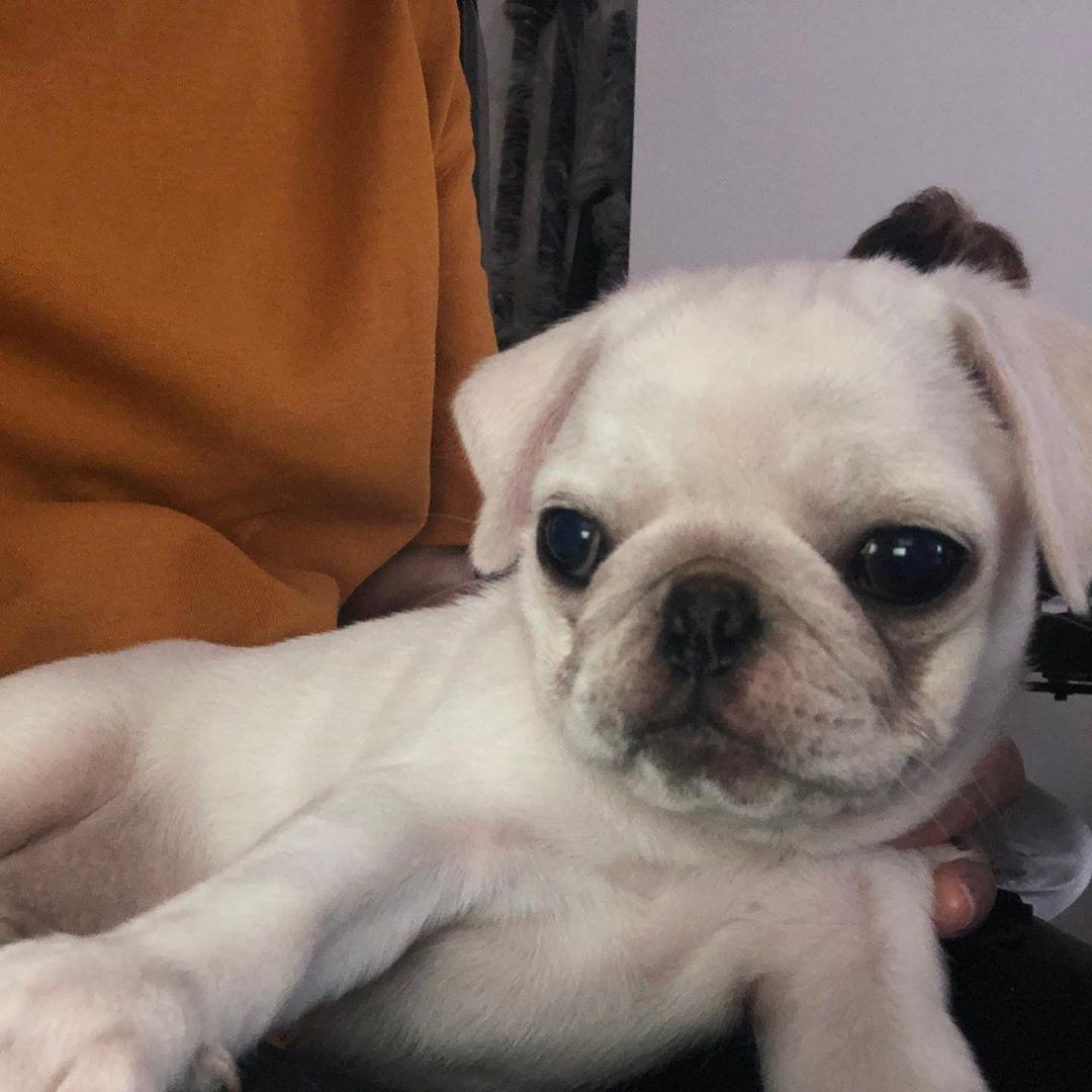 Pug, Beautiful Pug puppy for sale near me, Pug puppies for