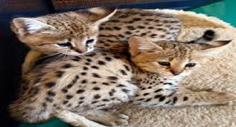 Serval,savannah, Caracal Kittens and Bengal kittens available for new